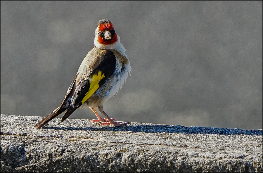 Click image for larger version

Name:	Goldfinch .jpg
Views:	27
Size:	260.4 KB
ID:	449740