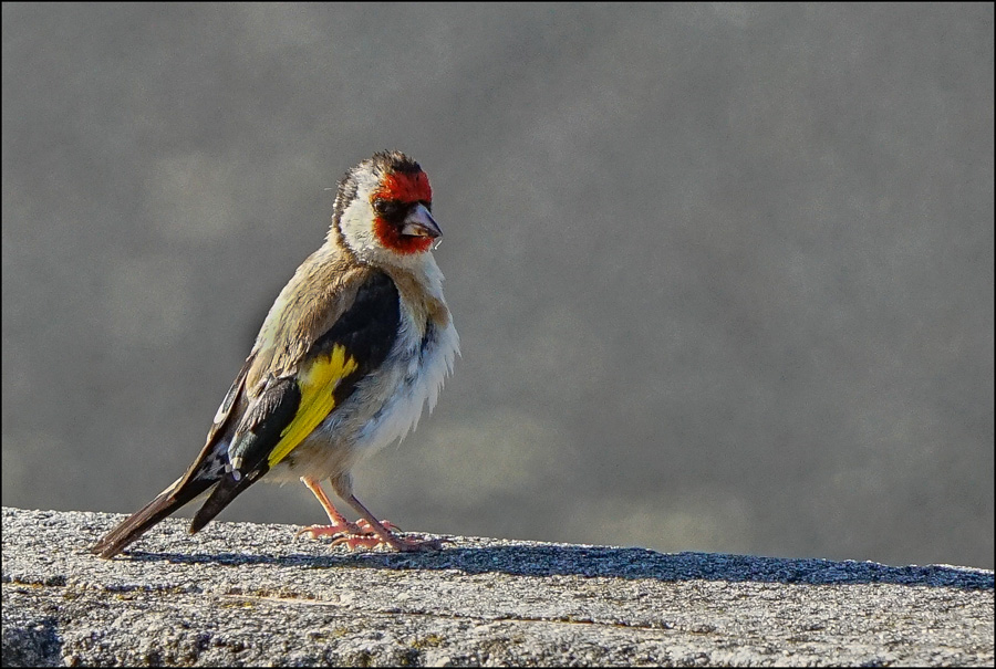 Click image for larger version

Name:	Goldfinch 2 .jpg
Views:	25
Size:	232.0 KB
ID:	449741