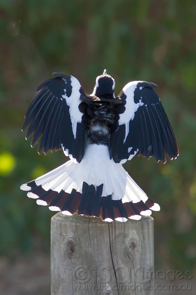 Click image for larger version

Name:	Magpie-on-Post-Morning-Sun-1.jpg
Views:	33
Size:	53.8 KB
ID:	450370