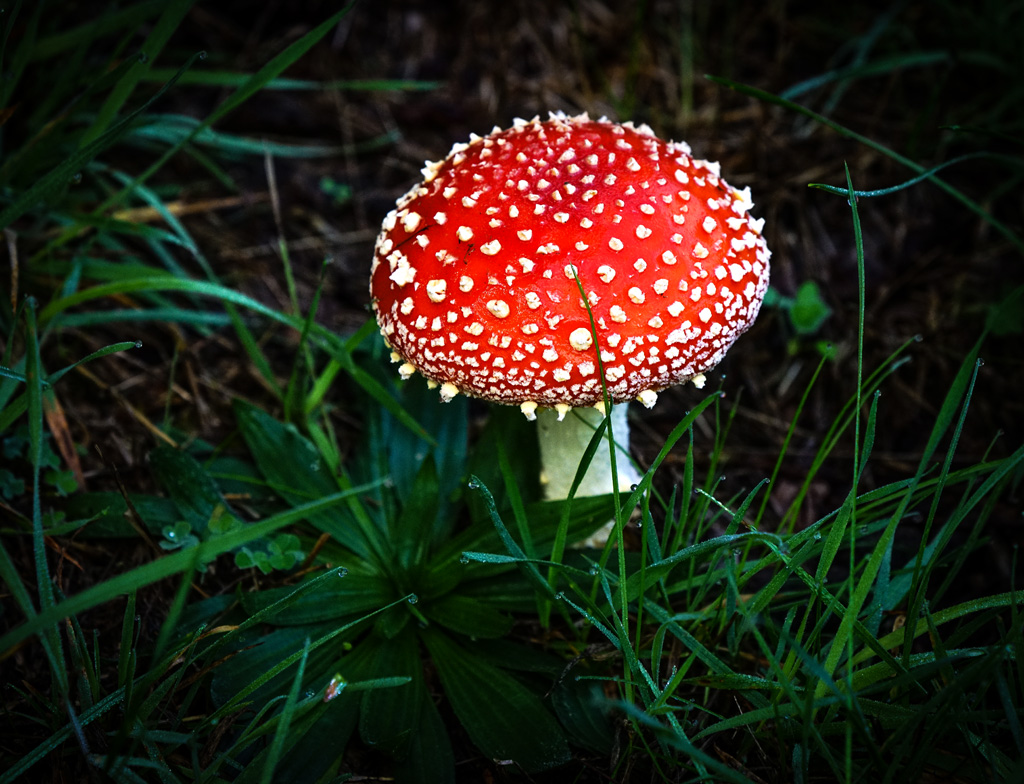 Click image for larger version

Name:	Fly agaric 3.jpg
Views:	20
Size:	337.2 KB
ID:	451008