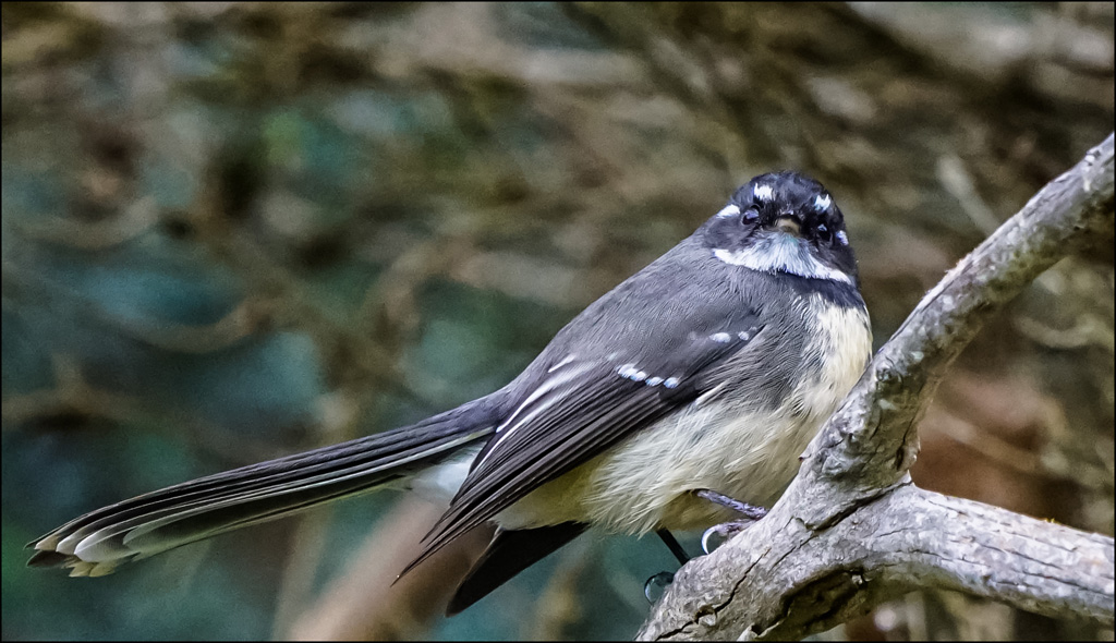 Click image for larger version

Name:	Fantail 1 .jpg
Views:	23
Size:	244.0 KB
ID:	451022