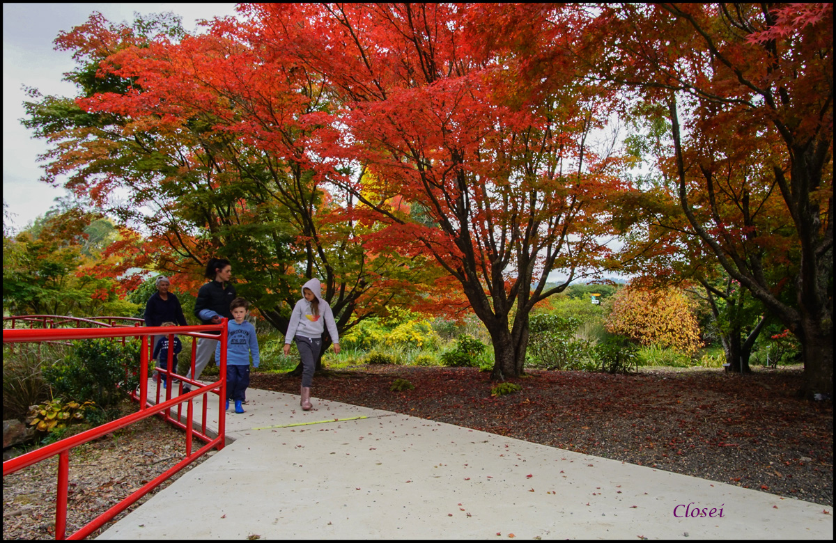 Click image for larger version

Name:	Jap Maples .jpg
Views:	26
Size:	674.1 KB
ID:	451232