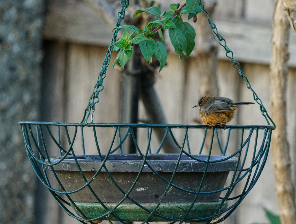 Click image for larger version

Name:	Spinebill bath 1.jpg
Views:	50
Size:	331.4 KB
ID:	451301