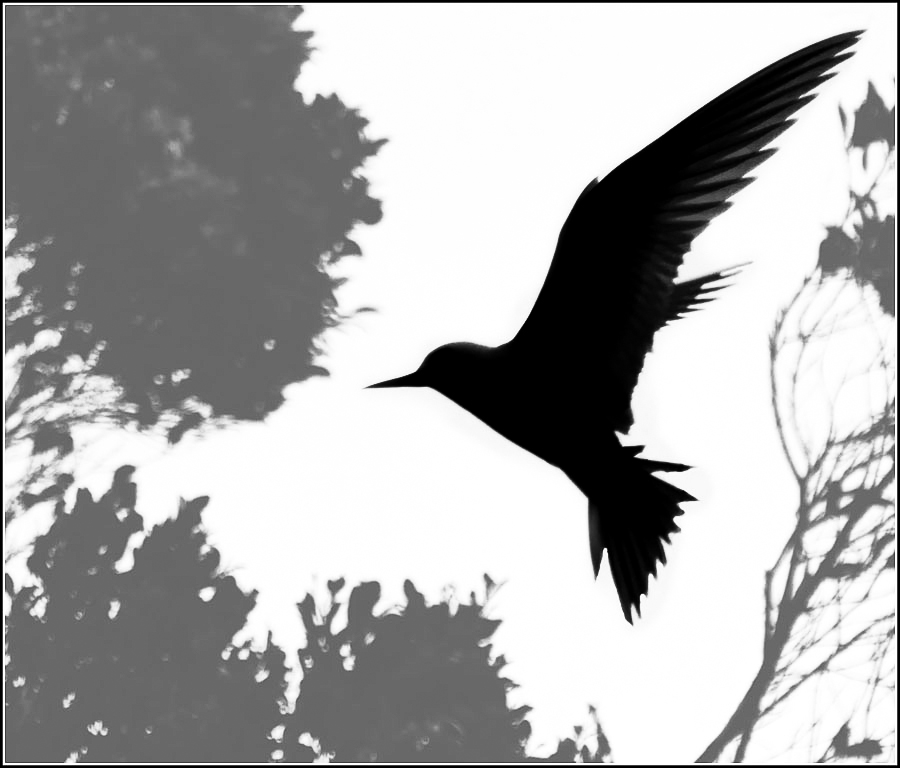 Click image for larger version

Name:	Tern silhoutte (1 of 1).jpg
Views:	29
Size:	251.6 KB
ID:	451320