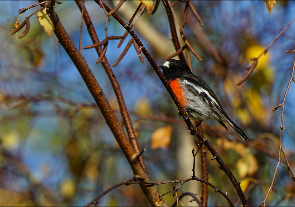 Click image for larger version

Name:	Scarlet Robin .jpg
Views:	45
Size:	273.0 KB
ID:	451362