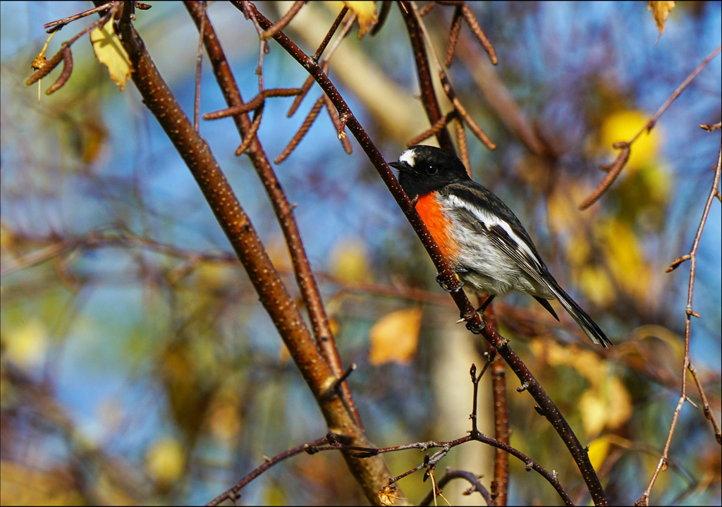 Click image for larger version

Name:	Scarlet Robin .jpg
Views:	44
Size:	287.3 KB
ID:	451376