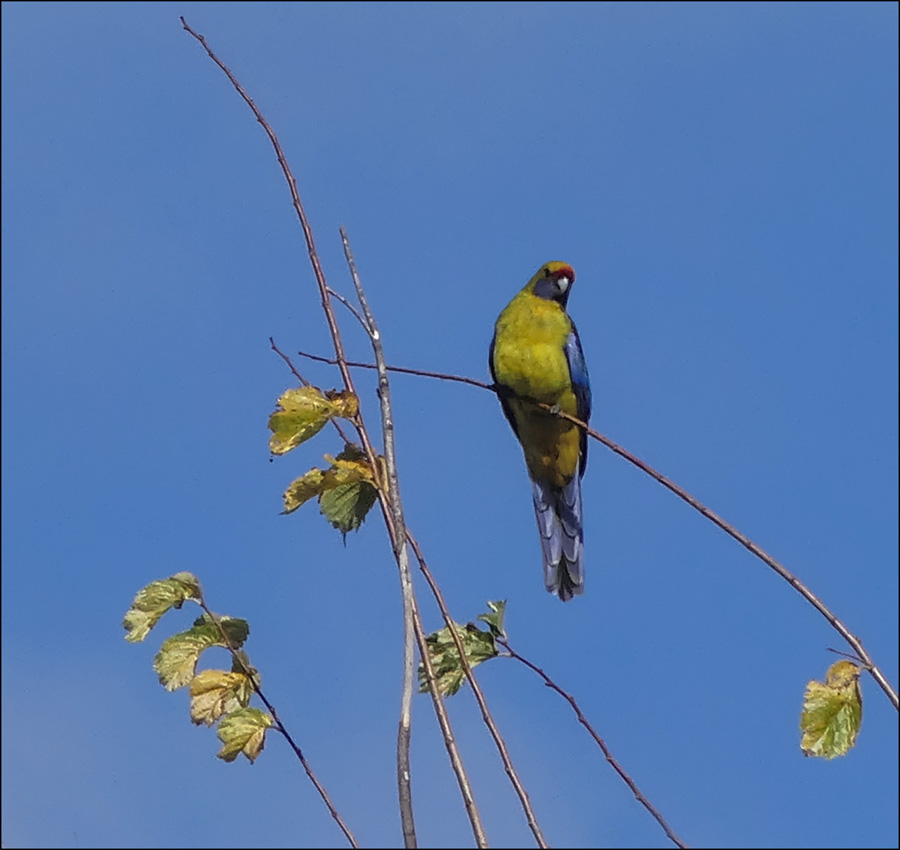 Click image for larger version

Name:	Green Rosella .jpg
Views:	24
Size:	148.7 KB
ID:	451479