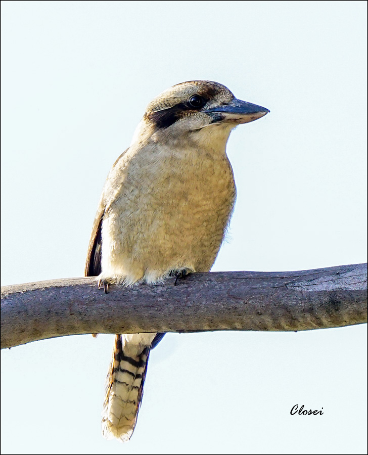 Click image for larger version

Name:	Solo Kooka .jpg
Views:	32
Size:	188.8 KB
ID:	451789