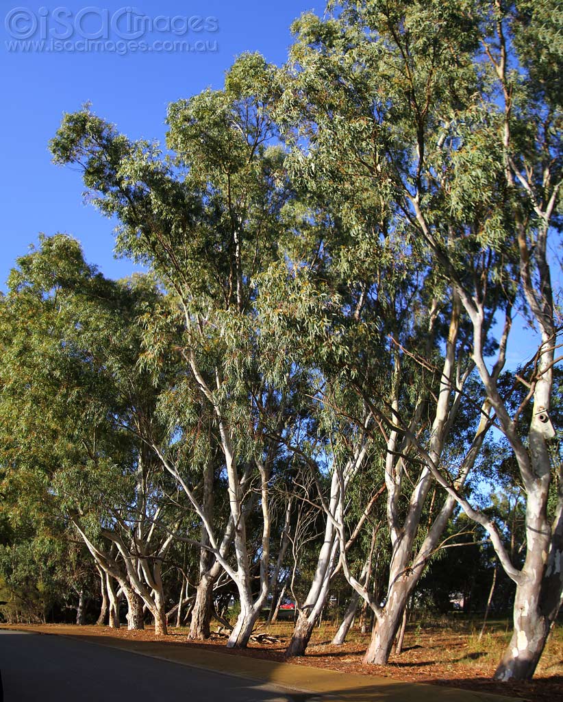 Click image for larger version

Name:	0048-Gum-Trees-Eucalyptus-Laeliae.jpg
Views:	157
Size:	244.6 KB
ID:	451979