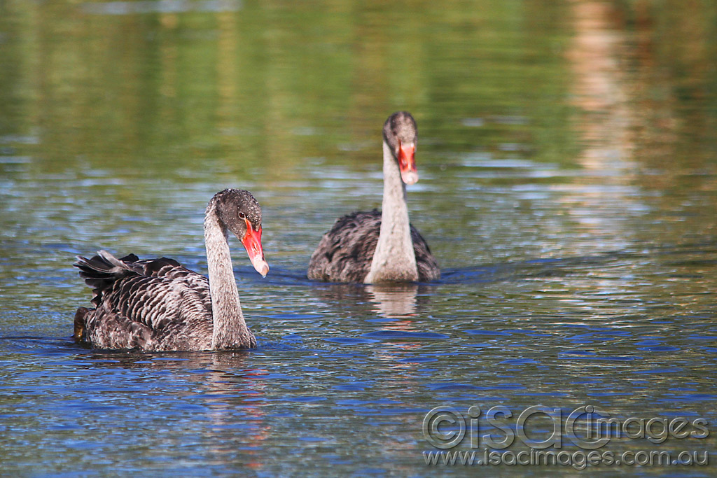 Click image for larger version

Name:	0132-Cygnets.jpg
Views:	15
Size:	242.1 KB
ID:	451982