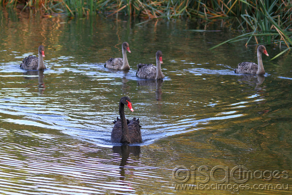 Click image for larger version

Name:	0181-Swan-with-Cygnets.jpg
Views:	16
Size:	246.7 KB
ID:	451983