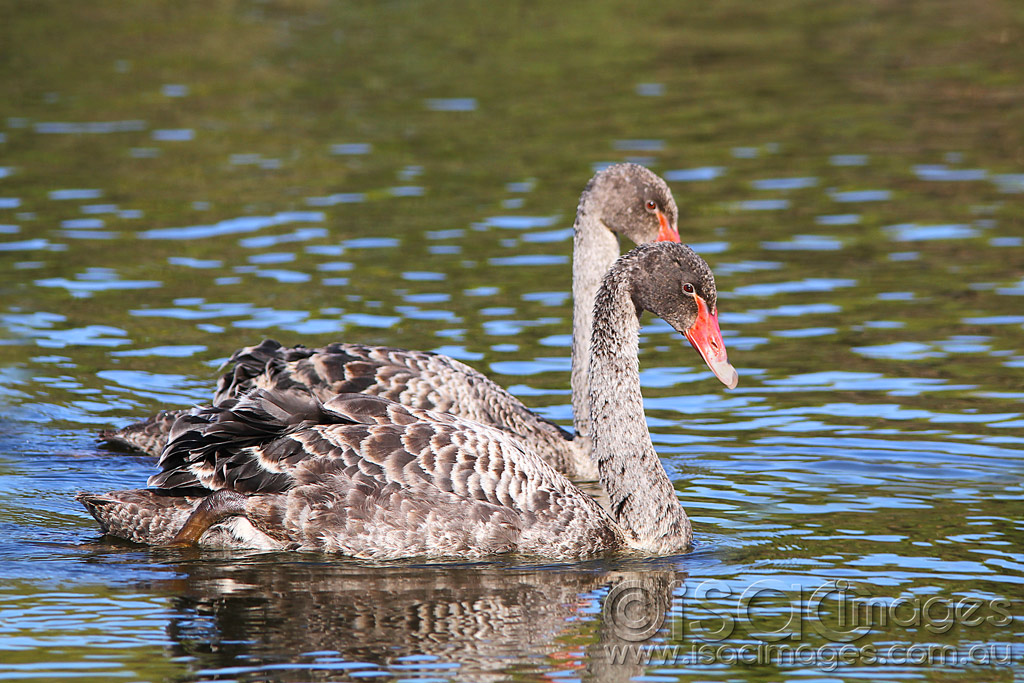 Click image for larger version

Name:	0144-Cygnets.jpg
Views:	14
Size:	248.4 KB
ID:	451984