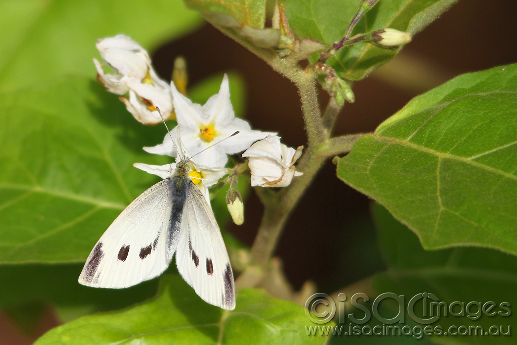 Click image for larger version

Name:	0232-Cabbage-Moth.jpg
Views:	27
Size:	243.3 KB
ID:	452002