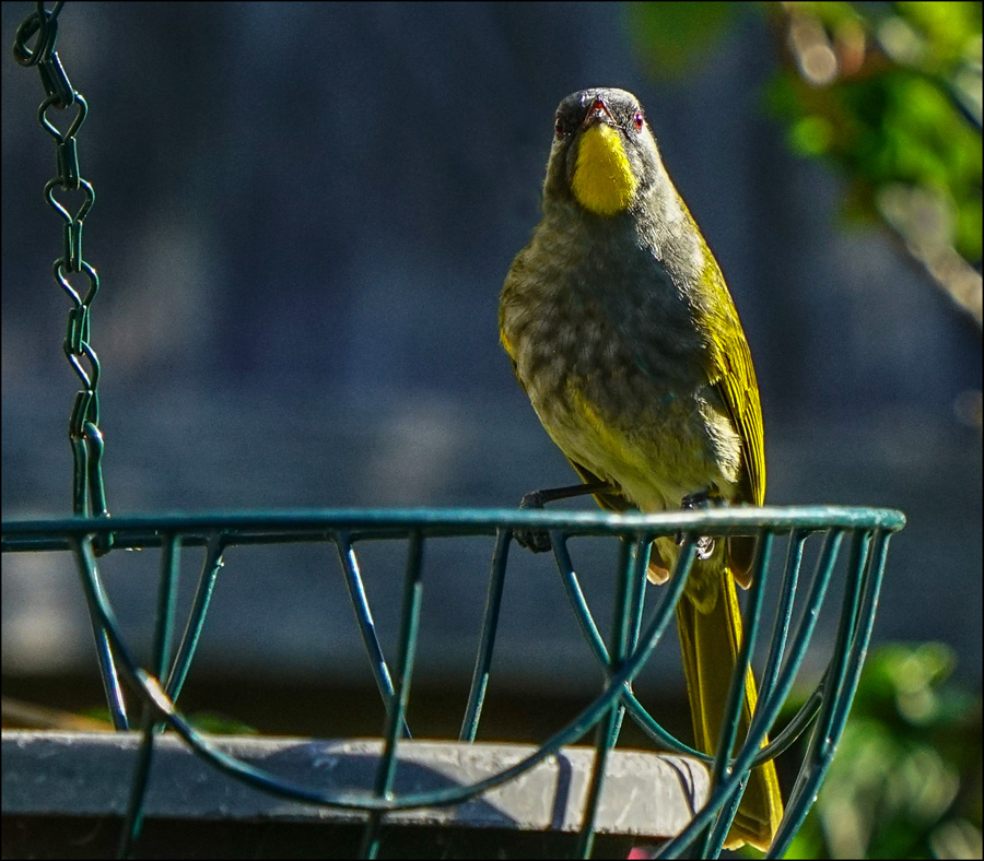 Click image for larger version

Name:	Yellow throat .jpg
Views:	41
Size:	272.6 KB
ID:	452112