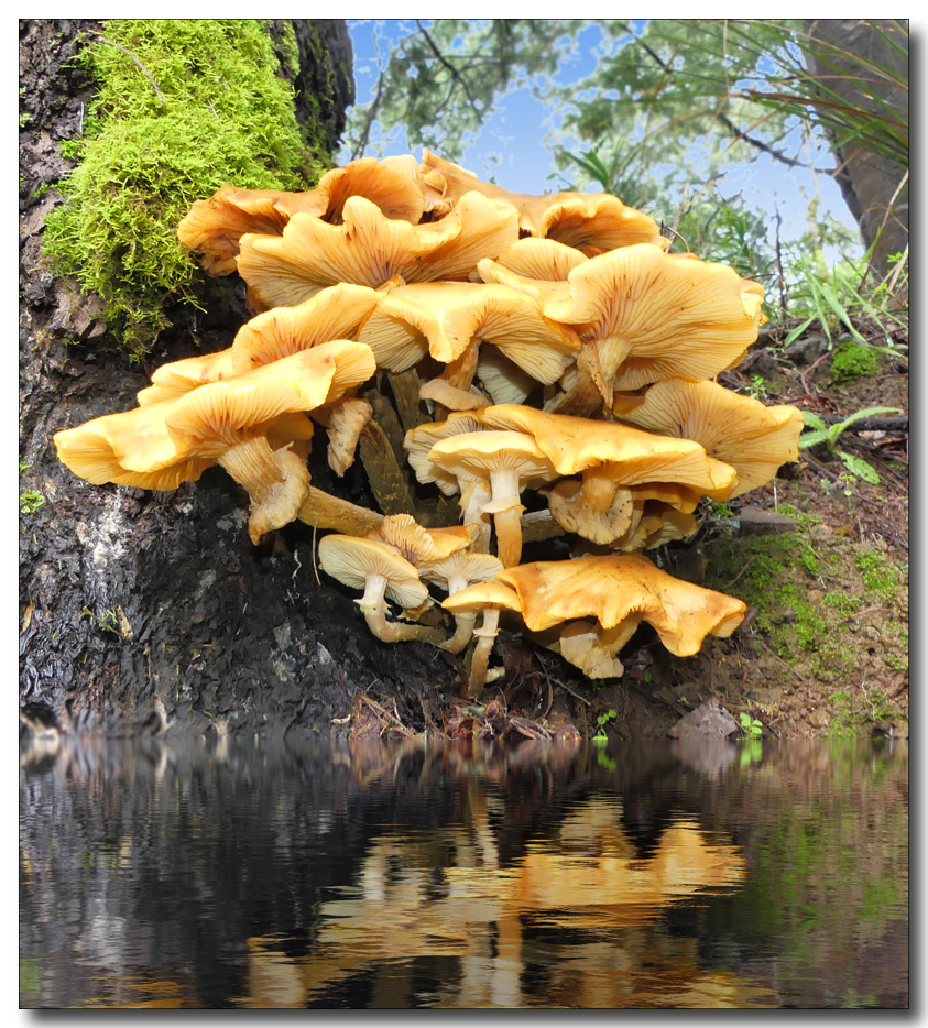 Click image for larger version

Name:	Fungi over water.jpg
Views:	18
Size:	458.8 KB
ID:	452763