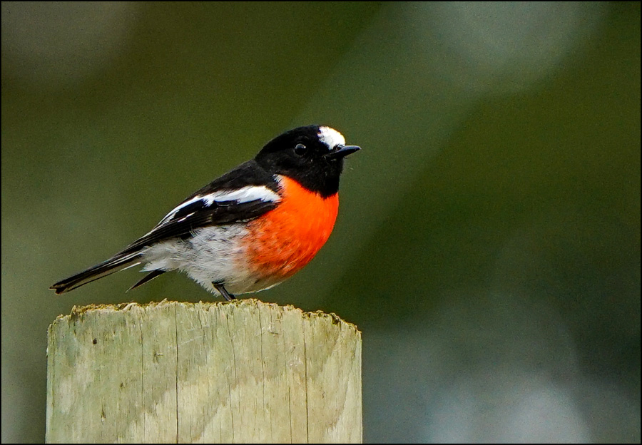 Click image for larger version

Name:	Scarlet Robin 2 .jpg
Views:	82
Size:	208.3 KB
ID:	452961