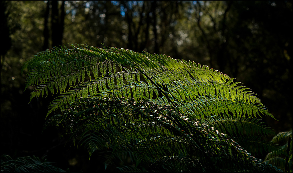 Click image for larger version

Name:	Fern frond Positive.jpg
Views:	13
Size:	348.3 KB
ID:	453686