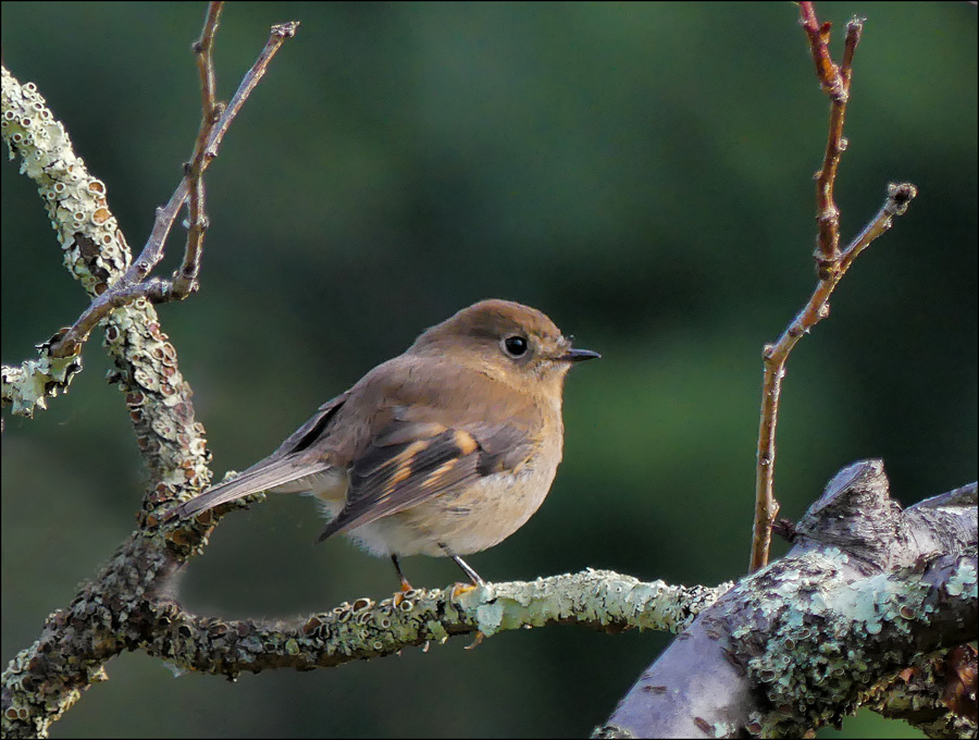 Click image for larger version

Name:	Female Pink Robin.jpg
Views:	32
Size:	239.9 KB
ID:	454189