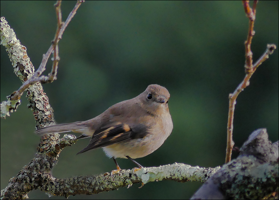 Click image for larger version

Name:	Female Pink Robin 2.jpg
Views:	33
Size:	212.7 KB
ID:	454190