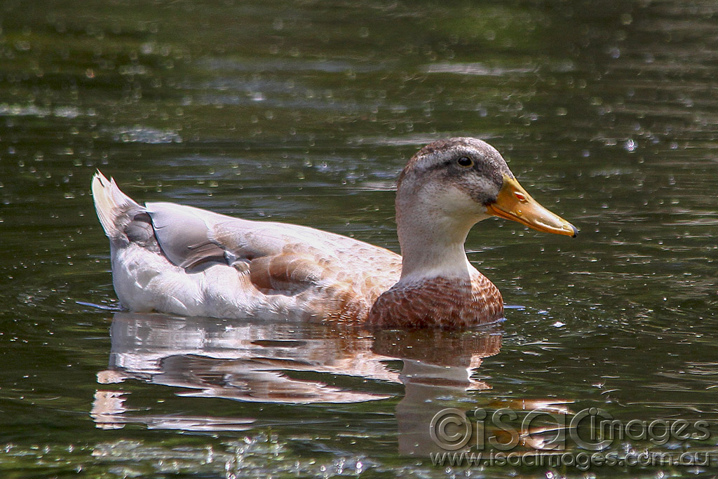 Click image for larger version

Name:	6728-Hybrid-Duck.jpg
Views:	62
Size:	246.0 KB
ID:	454272