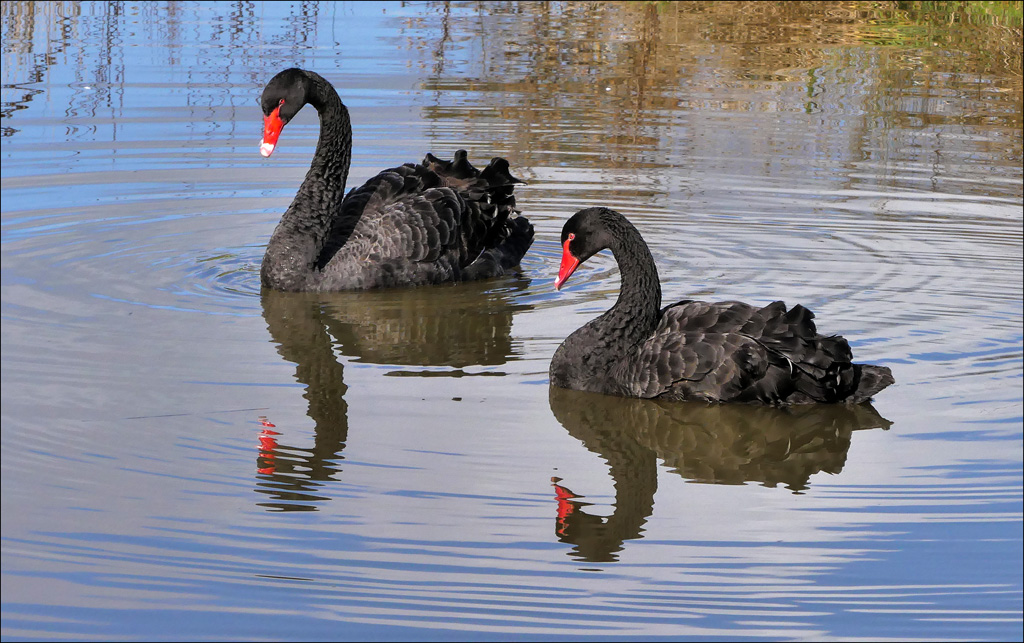 Click image for larger version

Name:	Swan pair 2 .jpg
Views:	26
Size:	314.2 KB
ID:	454394