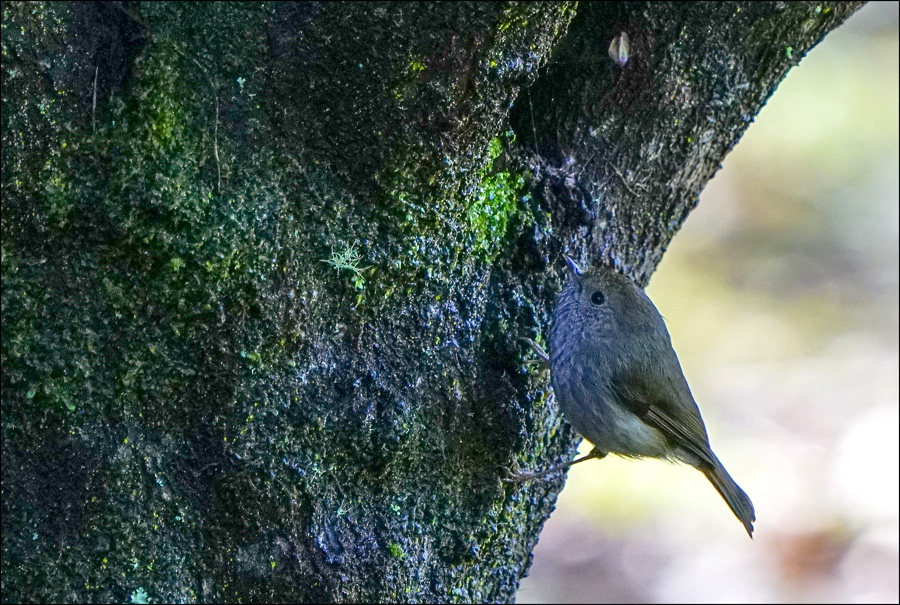 Click image for larger version

Name:	Thornbill .jpg
Views:	20
Size:	331.1 KB
ID:	455057