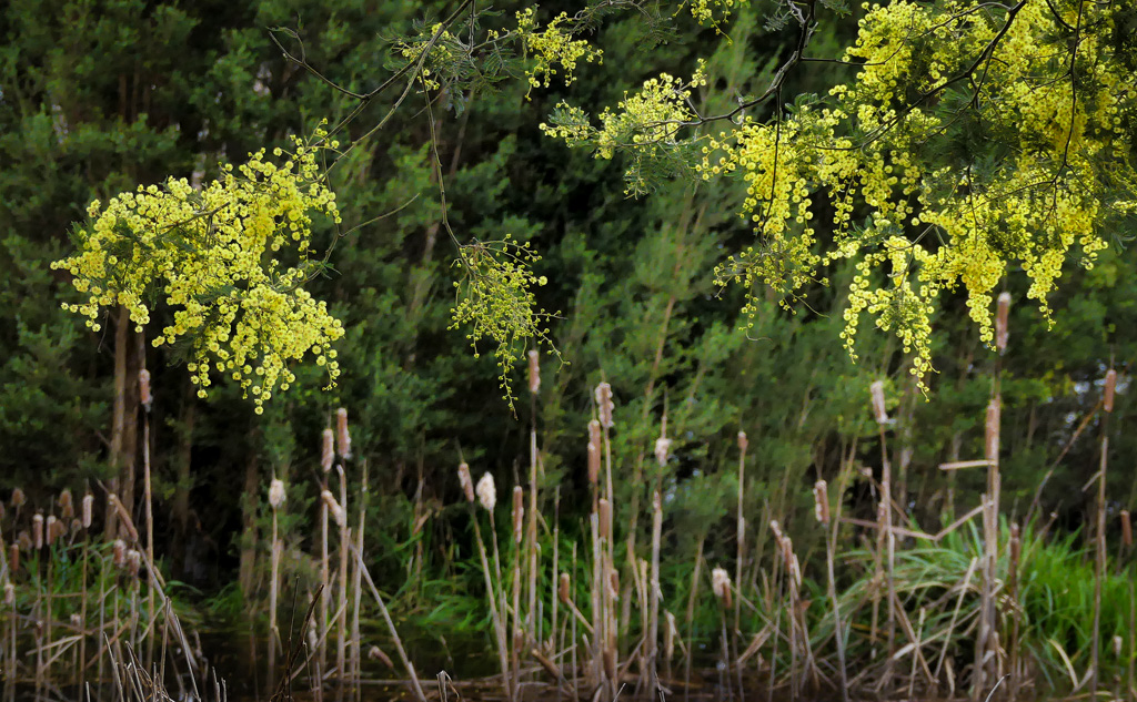 Click image for larger version

Name:	Wattles n reeds .jpg
Views:	41
Size:	423.9 KB
ID:	455285