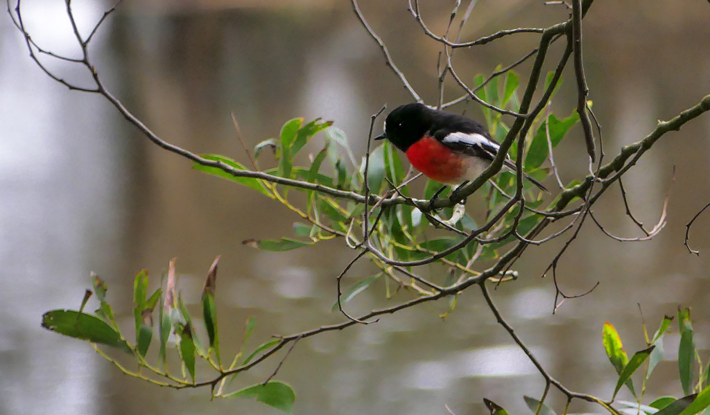 Click image for larger version

Name:	Scarlet robin .jpg
Views:	41
Size:	221.2 KB
ID:	455287