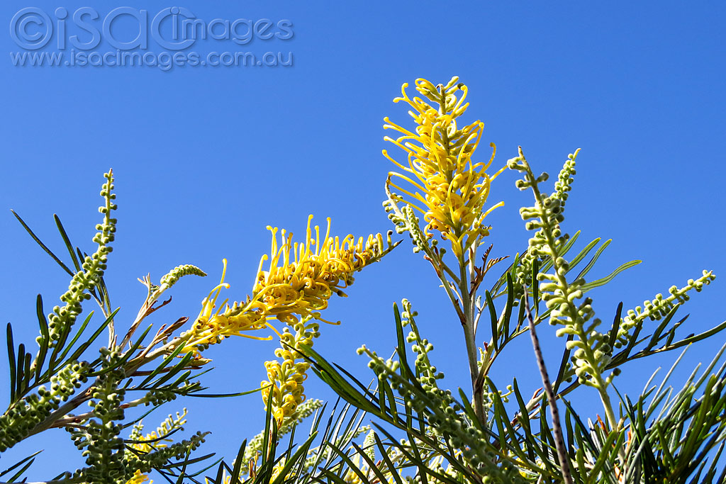 Click image for larger version

Name:	1442-Yellow-Grevillea.jpg
Views:	45
Size:	244.3 KB
ID:	455617