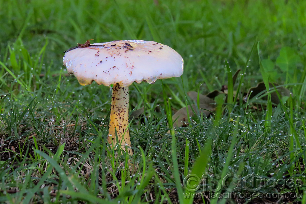 Click image for larger version

Name:	1396-Mushroom.jpg
Views:	51
Size:	279.1 KB
ID:	455618