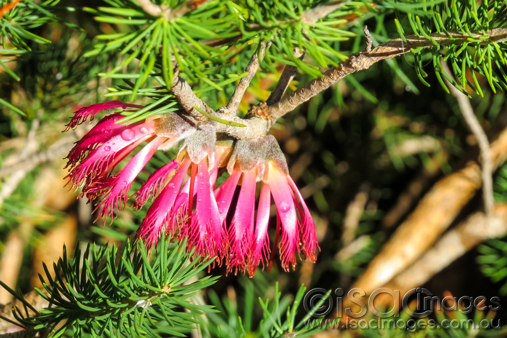 Click image for larger version

Name:	1406-Single-Sided-Bottlebrush.jpg
Views:	50
Size:	240.8 KB
ID:	455620