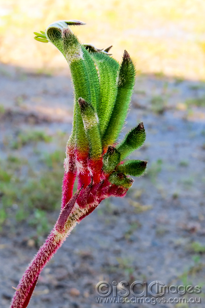 Click image for larger version

Name:	1433-Kangaroo-Paw.jpg
Views:	34
Size:	245.8 KB
ID:	455622