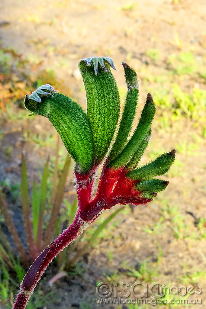 Click image for larger version

Name:	1435-Kangaroo-Paw.jpg
Views:	36
Size:	247.6 KB
ID:	455623