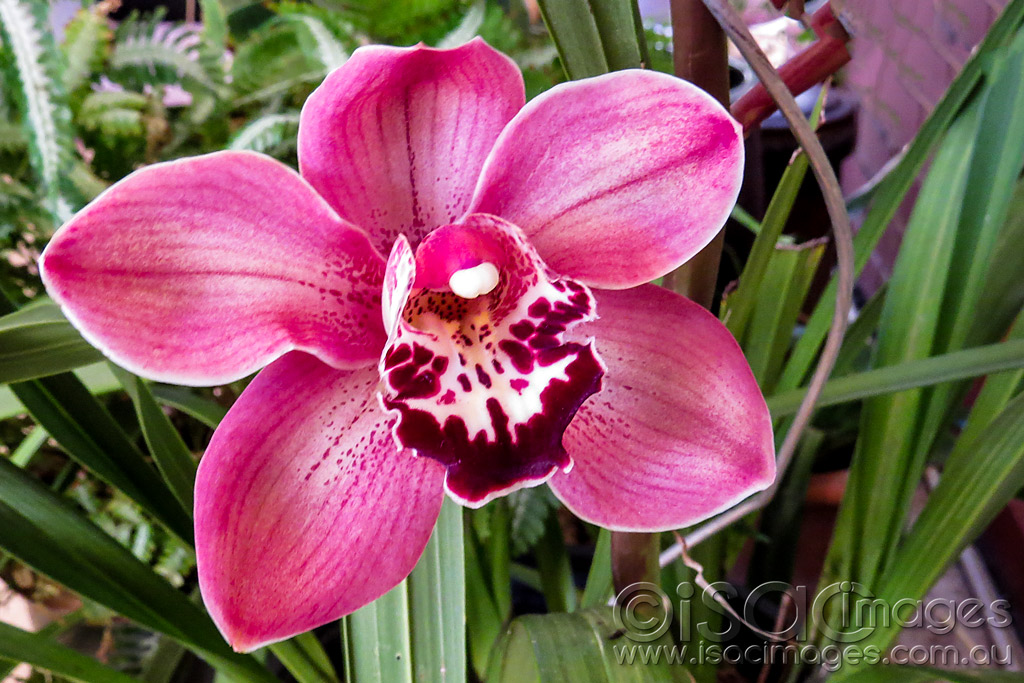 Click image for larger version

Name:	1457-Cymbidium-Orchid.jpg
Views:	33
Size:	246.6 KB
ID:	455626