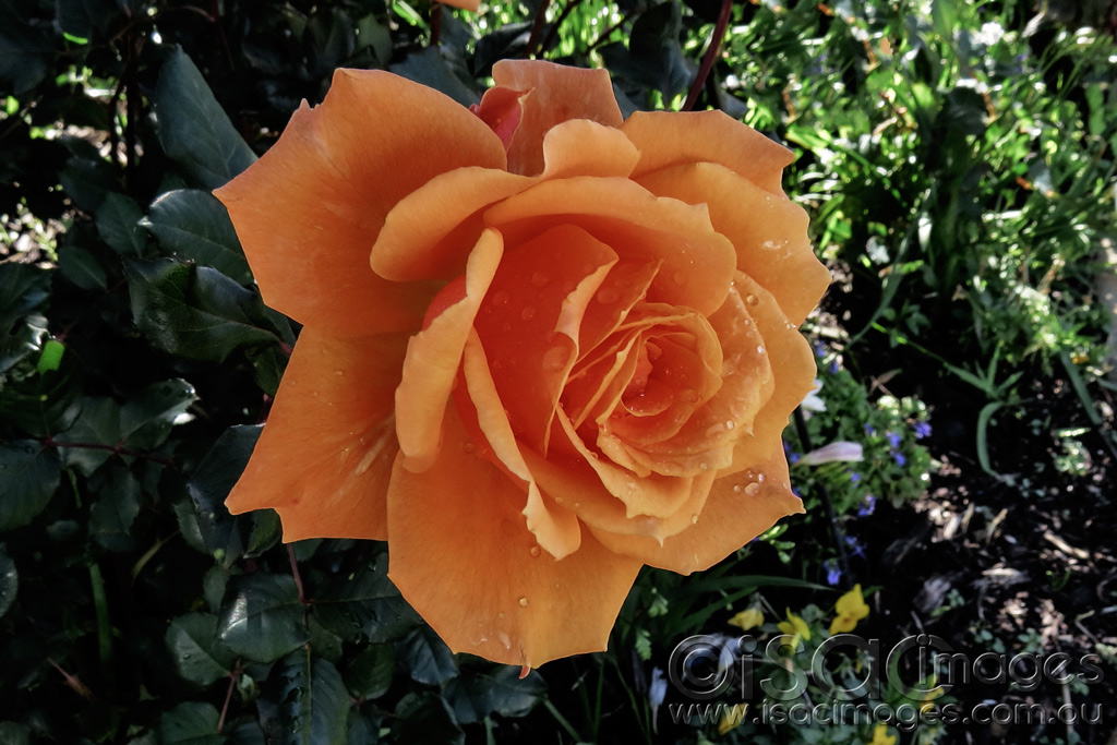 Click image for larger version

Name:	1446-Orange-Rose.jpg
Views:	38
Size:	246.5 KB
ID:	455628