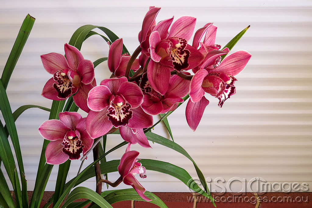 Click image for larger version

Name:	1459-Cymbidium-Orchid.jpg
Views:	32
Size:	243.3 KB
ID:	455629