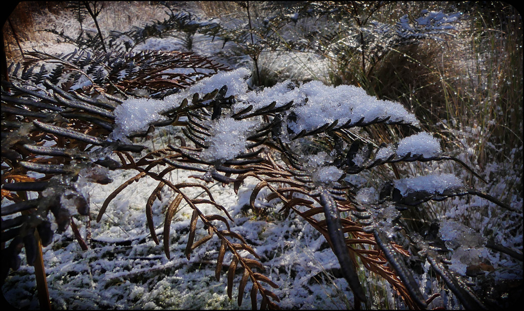 Click image for larger version

Name:	Snow ferns 3.jpg
Views:	42
Size:	435.2 KB
ID:	455865