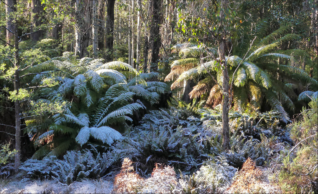 Click image for larger version

Name:	Snow ferns 2a.jpg
Views:	20
Size:	553.3 KB
ID:	455889