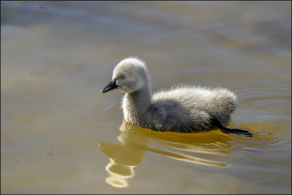 Click image for larger version

Name:	Cygnet r.jpg
Views:	32
Size:	161.7 KB
ID:	456247