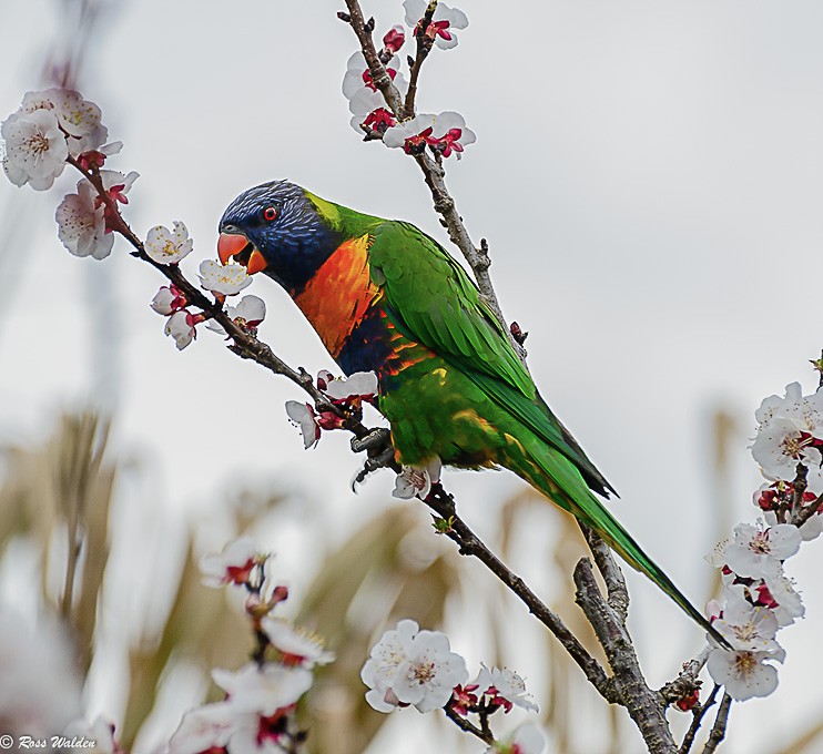 Click image for larger version

Name:	Backyard lorikeet 1.JPG
Views:	148
Size:	118.1 KB
ID:	456598