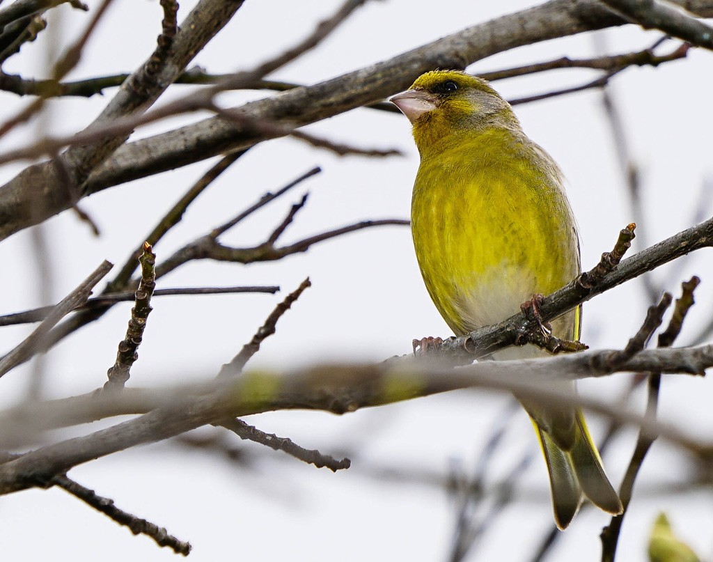 Click image for larger version

Name:	Green finch 2 r.jpg
Views:	46
Size:	173.6 KB
ID:	457160