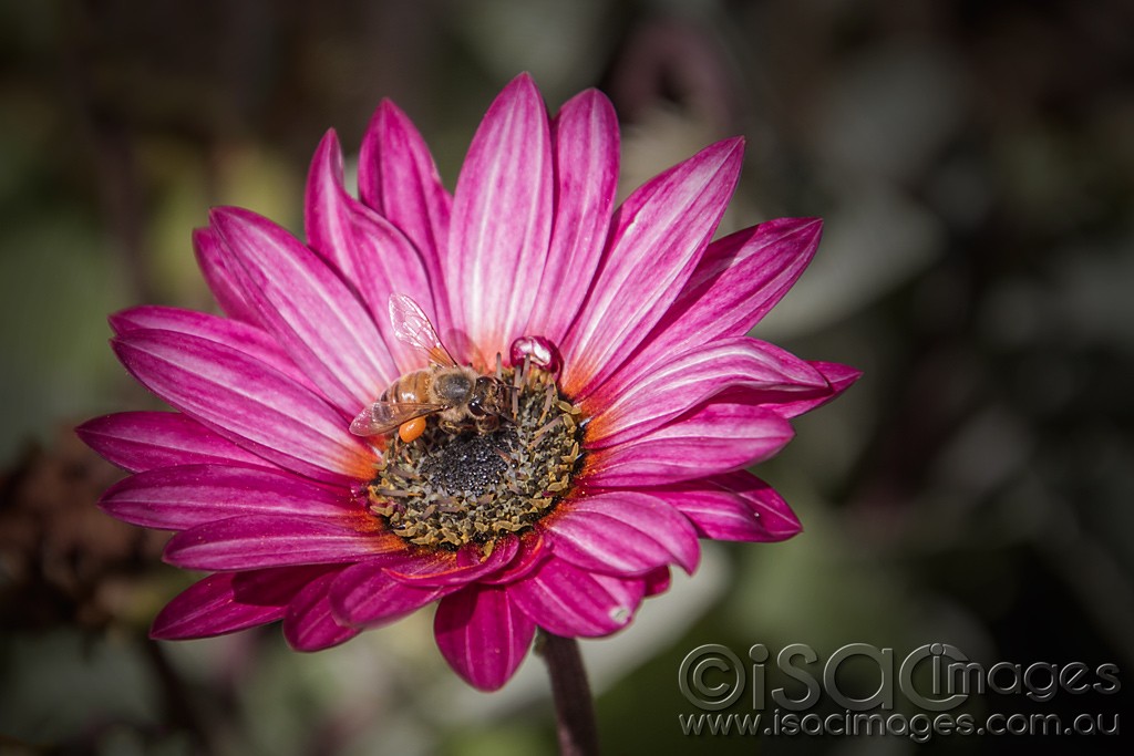 Click image for larger version

Name:	1187-Pink-Daisy-Bee.jpg
Views:	18
Size:	133.0 KB
ID:	457268