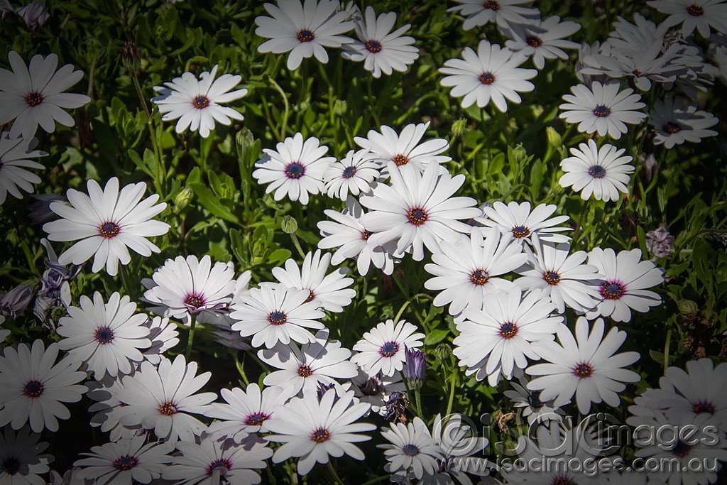 Click image for larger version

Name:	1181-White-Daisies.jpg
Views:	18
Size:	233.4 KB
ID:	457269