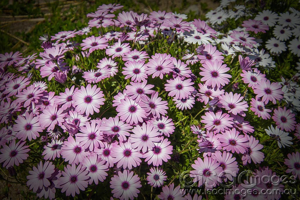 Click image for larger version

Name:	1180-Pink-Daisies.jpg
Views:	39
Size:	275.1 KB
ID:	457272