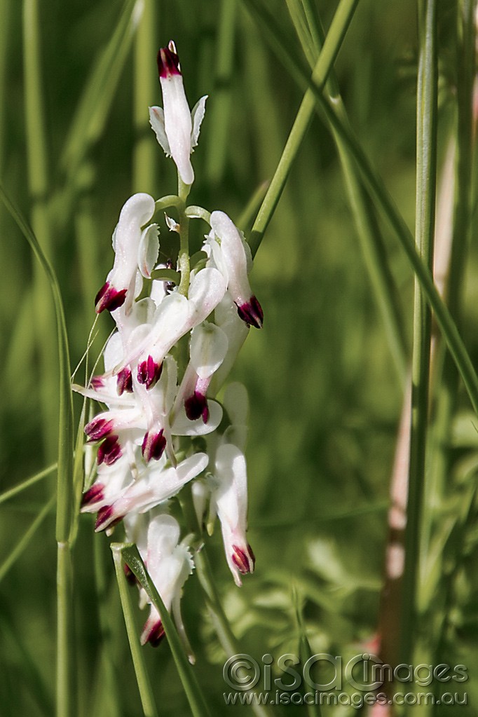 Click image for larger version

Name:	1122-White-Weed.jpg
Views:	43
Size:	146.4 KB
ID:	457271