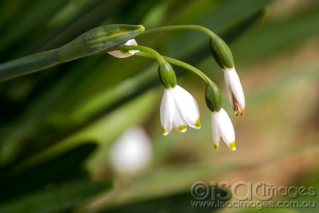 Click image for larger version

Name:	1184-White-Weed.jpg
Views:	41
Size:	94.2 KB
ID:	457274