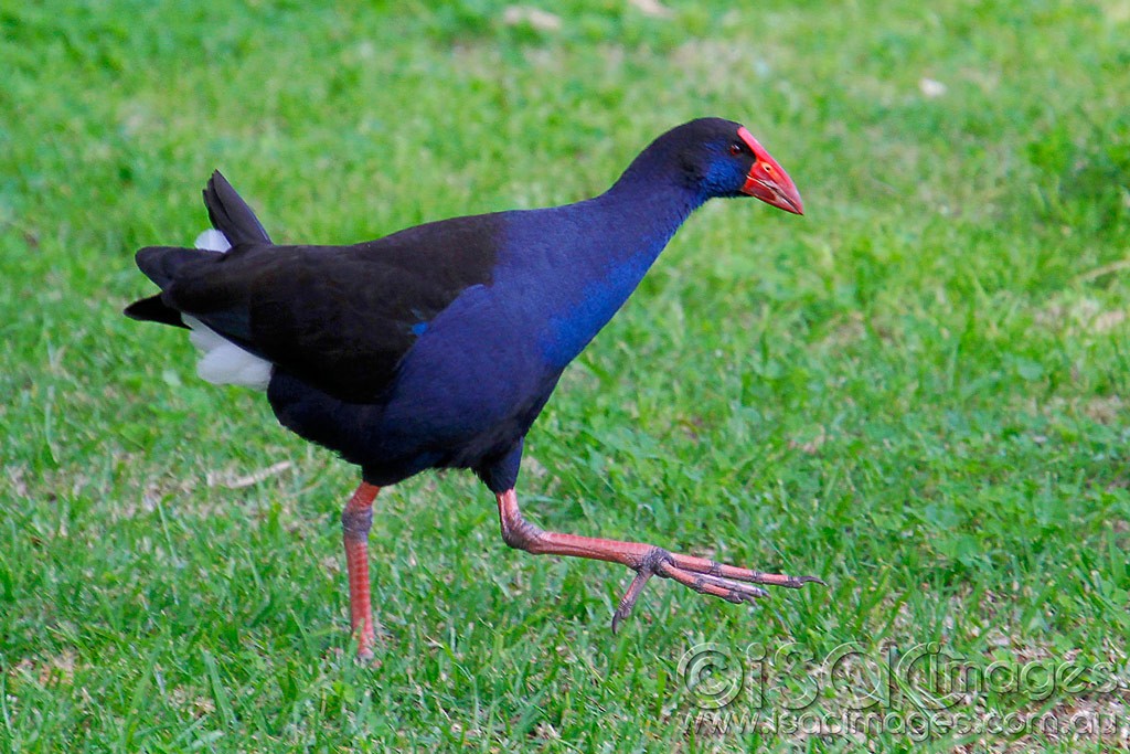 Click image for larger version

Name:	0290-Purple-Moorhen.jpg
Views:	85
Size:	219.9 KB
ID:	457280