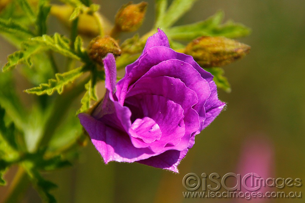 Click image for larger version

Name:	0036-PurpleFlower.jpg
Views:	37
Size:	142.6 KB
ID:	457505