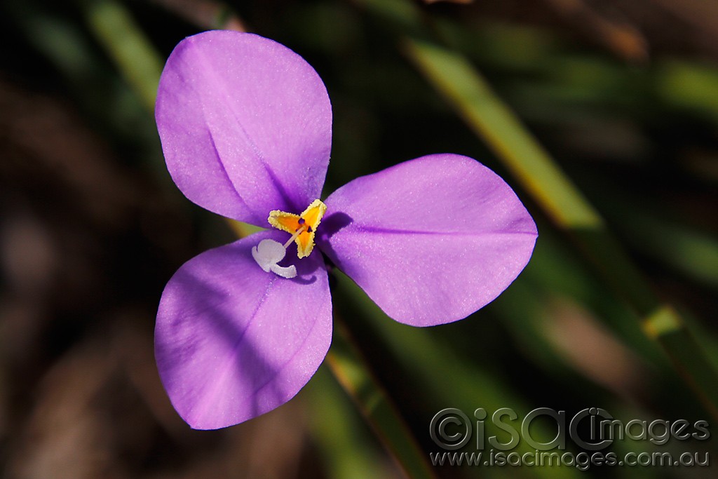 Click image for larger version

Name:	0035-PurpleFlower.jpg
Views:	33
Size:	109.3 KB
ID:	457506