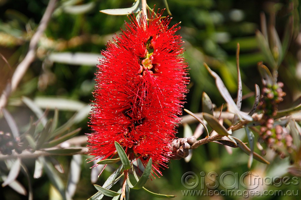 Click image for larger version

Name:	0034-Bottlebrush.jpg
Views:	26
Size:	191.9 KB
ID:	457511